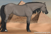 Horse Color:Grullo