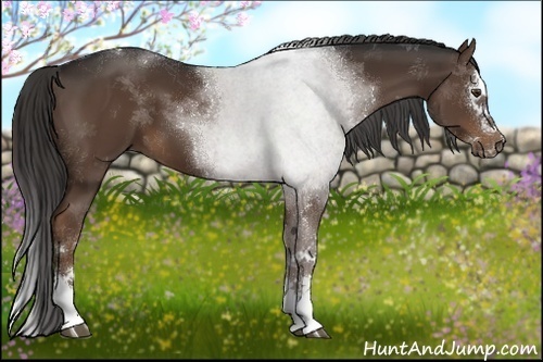 Horse Color:White Spotted Liver Chestnut Sabino Splash 