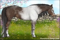 Horse Color:White Spotted Liver Chestnut Sabino Splash