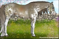 Horse Color:Liver Chestnut Splash 