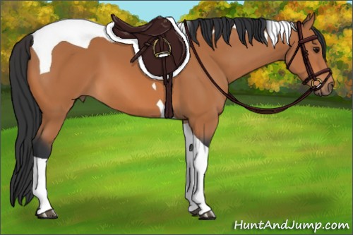 Horse Color:Bay Tobiano 