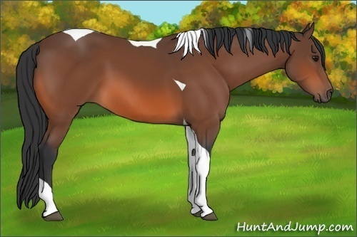 Horse Color:Bay Tobiano 