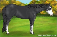 Horse Color:Black Sabino 