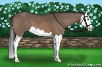 Horse Color:Brown Dun Splash 