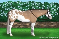 Horse Color:Bay Dun Splash Appaloosa 