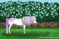 Horse Color:Watercolor White Spotted Chestnut Sabino Splash