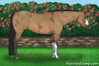 Horse Color:Gray Buckskin Ice Dun 