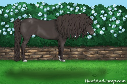 Horse Color:Smoky Black Varnish