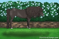 Horse Color:Smoky Black Varnish 
