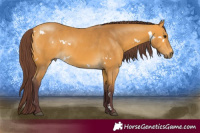 Horse Color:White Spotted Chocolate Buckskin 