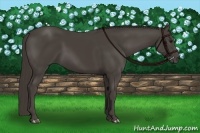Horse Color:Smoky Black 