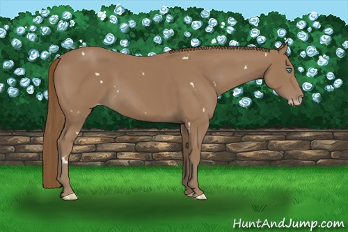 Horse Color:Gray White Spotted Smoky Creme 