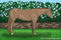 Horse Color:Gray White Spotted Smoky Creme 