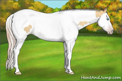 Horse Color:Gray Gold Cream Champagne Dun Splash Tobiano Rabicano 