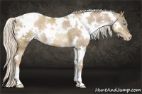 Horse Color:White Spotted Chocolate Palomino Pearl 