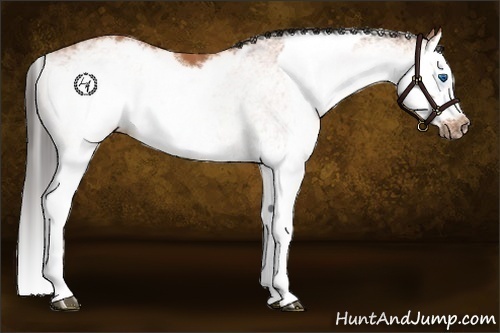 Horse Color:White Spotted Bay Splash  and White Spotted Bay Splash Frame 