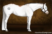 Horse Color:White Spotted Bay Splash  and White Spotted Bay Splash Frame 