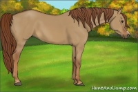Horse Color:Red Dun 