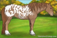 Horse Color:Chestnut Blanket 