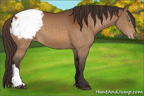 Horse Color:Buckskin Appaloosa 