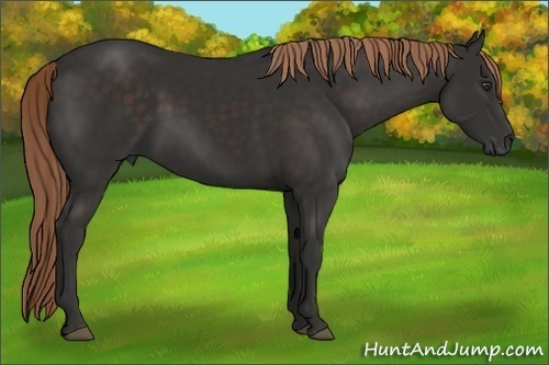 Horse Color:Liver Chestnut 