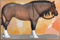 Horse Color:Brown Roan