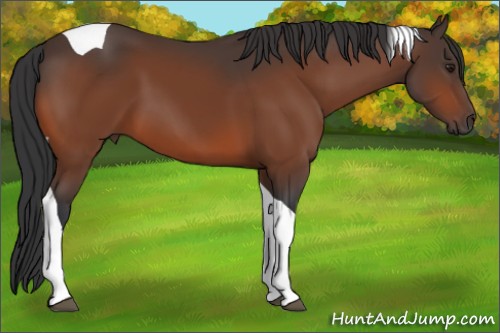 Horse Color:Bay Tobiano 