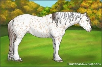Horse Color:Amber Champagne Tobiano Leopard 
