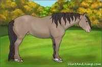 Horse Color:Classic Champagne 