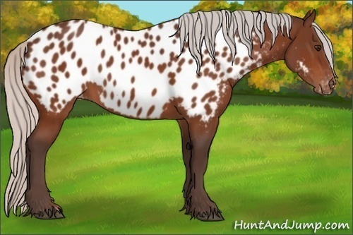 Horse Color:Silver Bay Near Leopard 