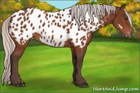 Horse Color:Silver Bay Near Leopard