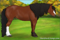 Horse Color:Gray Bay 