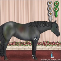Horse Color:Black 