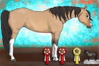 Horse Color:Bay Dun 