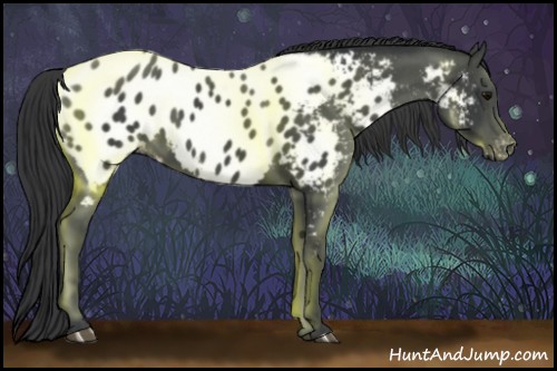 Horse Color:Black Near Leopard 