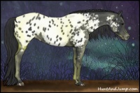 Horse Color:Black Near Leopard 