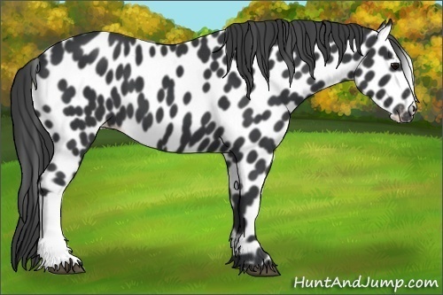 Horse Color:Black Appaloosa