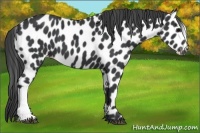 Horse Color:Black Appaloosa