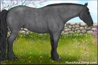Horse Color:Blue Roan 