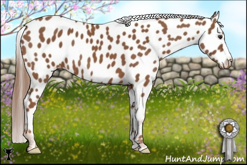 Horse Color:Chestnut Near Leopard 