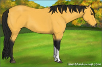 Horse Color:Gray Buckskin 