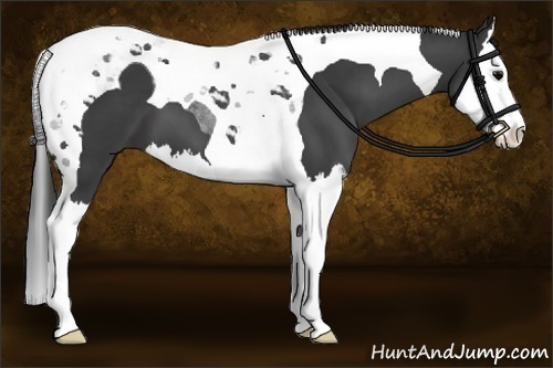 Horse Color:Black Splash Tobiano 