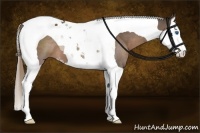 Horse Color:Liver Chestnut Sabino Splash Tobiano 