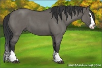 Horse Color:Grullo Roan Splash 