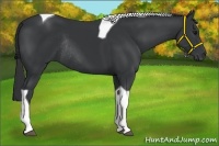 Horse Color:Black Tobiano Rabicano
