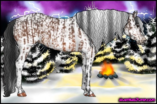 Horse Color:Bay Roan  and White Spotted Bay 