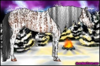 Horse Color:Bay Roan  and White Spotted Bay 