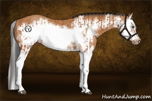 Horse Color:Bay Splash Frame  and Bay Splash Frame 