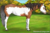 Horse Color:Bay Splash Frame 