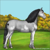 Horse Color:Grullo Chinchilla Splash 
